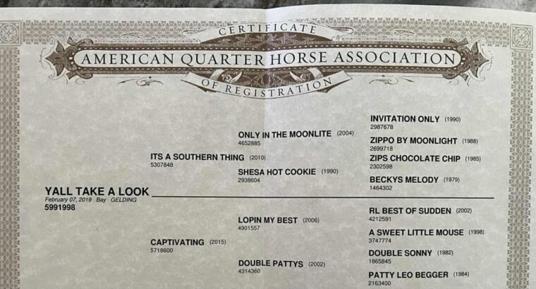 Its A Southern Thing Western Pleasure Gelding