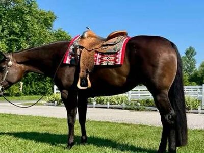 Beautiful All-Around Show Mare AQHA record!