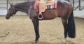 True All-Around Gelding