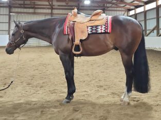 True All-Around Gelding