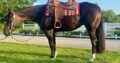 Green Eligible Show Mare Ready to SHow!