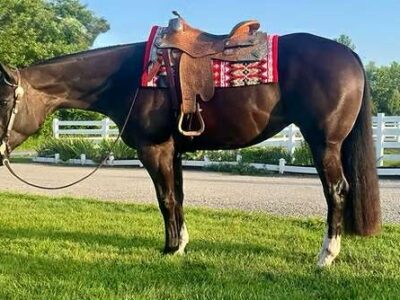 Green Eligible Show Mare Ready to SHow!
