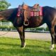 Green Eligible Show Mare Ready to SHow!