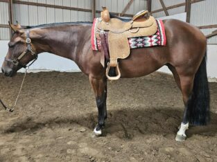 3YO Gone Viral Prospect Mare