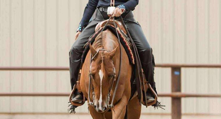 Watch Me Kiss – All-Around Gelding