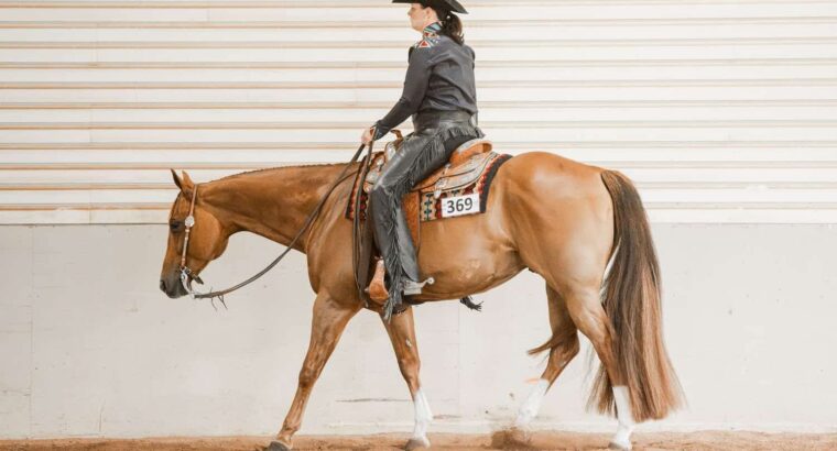 Watch Me Kiss – All-Around Gelding