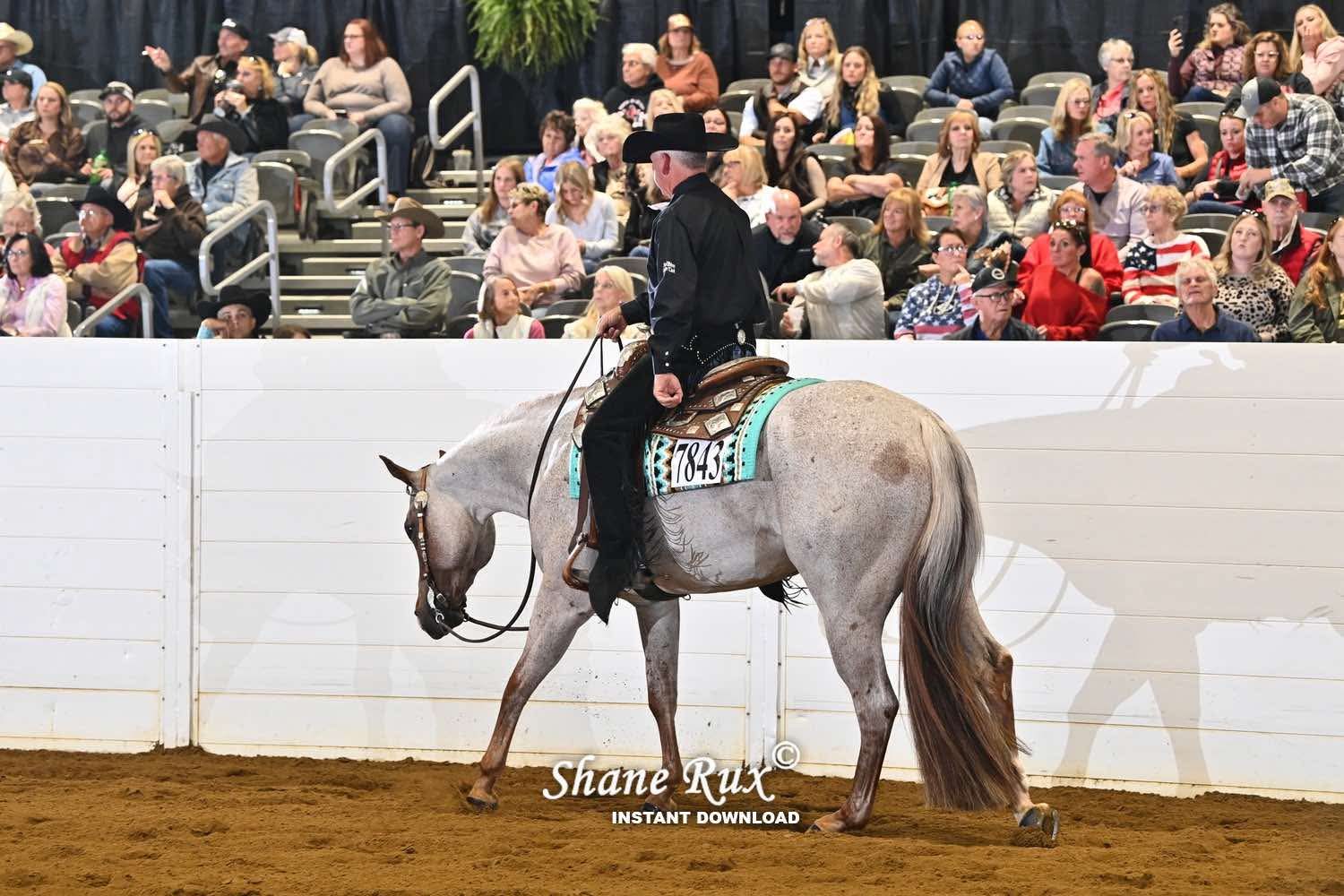 Gorgeous Red Roan All-Around Prospect