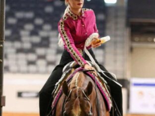 High End DEPENDABLE All Around gelding