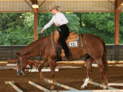 High End DEPENDABLE All Around gelding