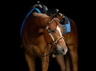 High End Its A Southern Thing All-Around Prospect