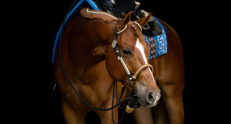 High End Its A Southern Thing All-Around Prospect