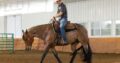 Novice/Small Fry Friendly All-Around Gelding