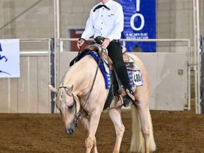 VS Code Red 2YO Palomino Stallion