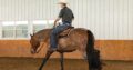 Novice/Small Fry Friendly All-Around Gelding