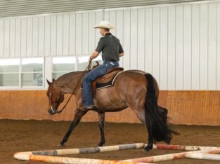 Novice/Small Fry Friendly All-Around Gelding