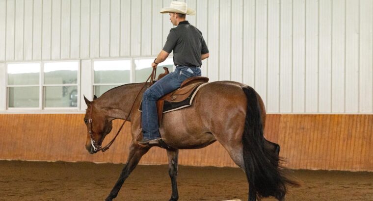 Novice/Small Fry Friendly All-Around Gelding