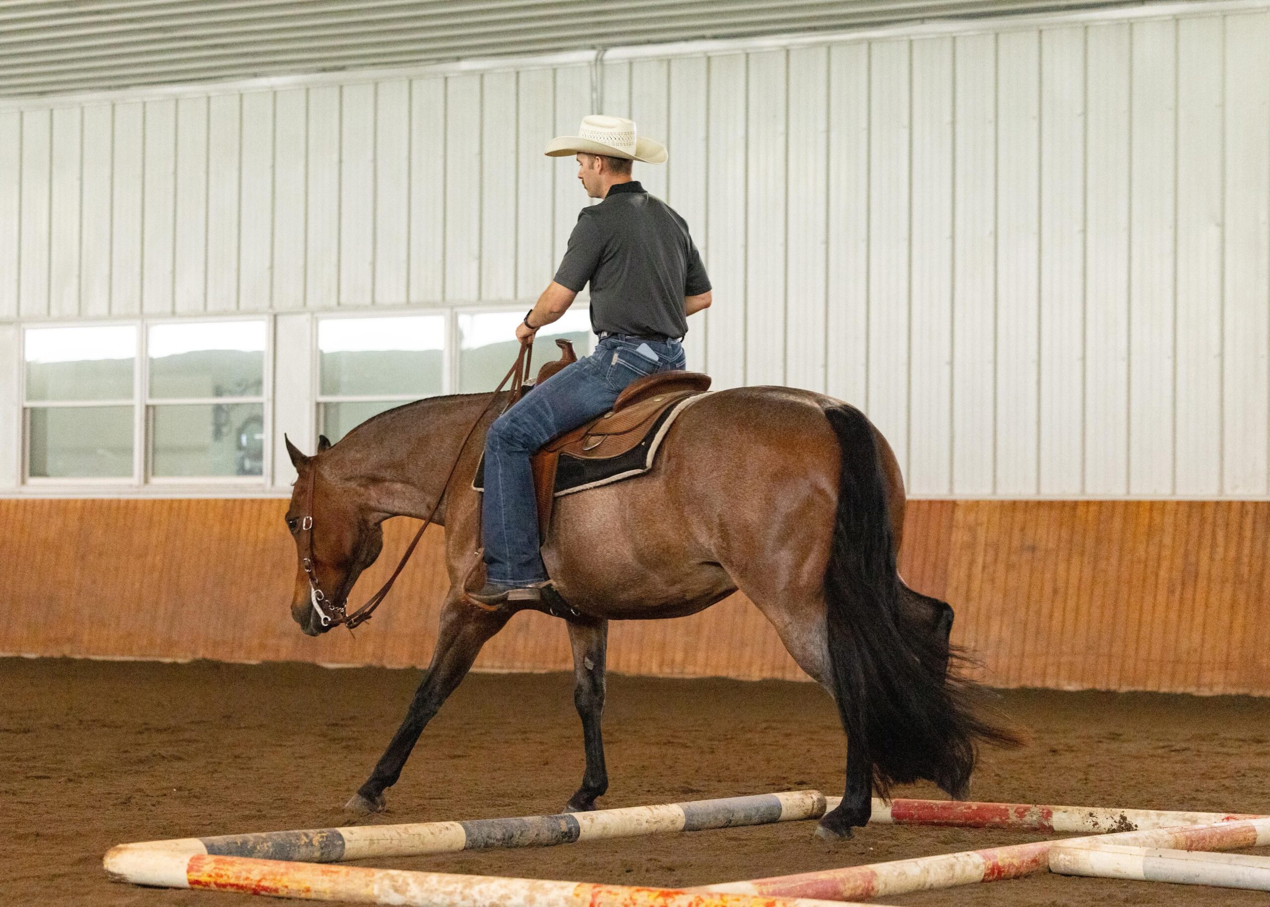 Novice/Small Fry Friendly All-Around Gelding