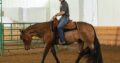 Novice/Small Fry Friendly All-Around Gelding
