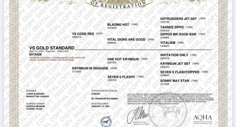 VS Code Red 2YO Palomino Stallion