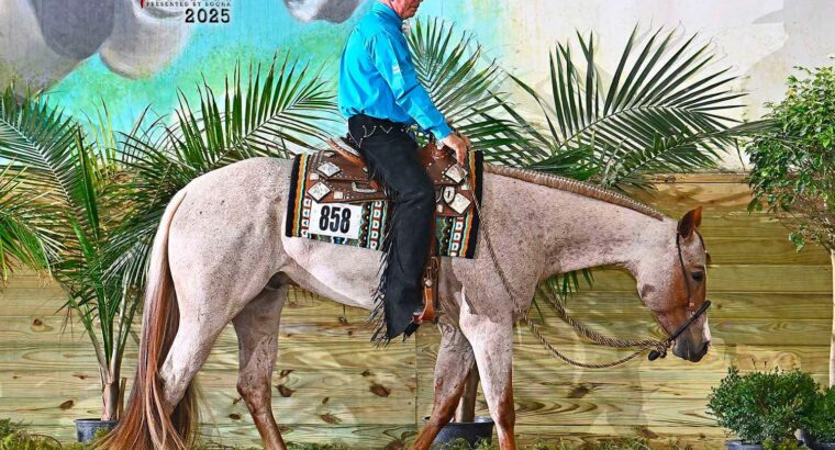 Gorgeous Red Roan All-Around Prospect