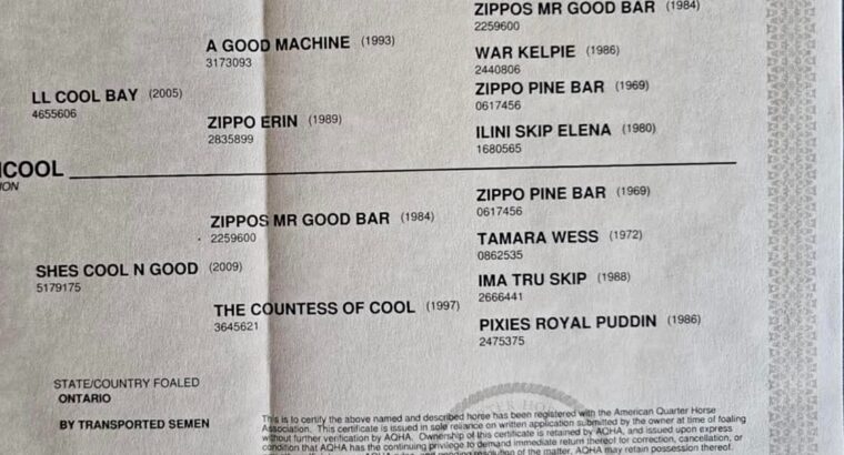 Yearling Red Roan Gelding