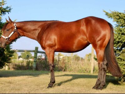 Stunning Machine Made x RLBOS Yearling Filly