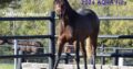 “Just Callme Fabulous” 2024 AQHA Filly