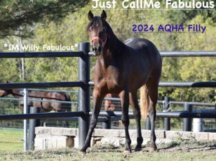 “Just Callme Fabulous” 2024 AQHA Filly