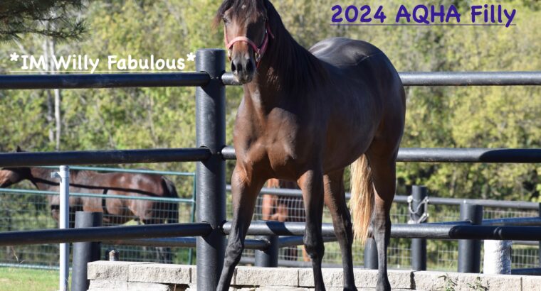 “Just Callme Fabulous” 2024 AQHA Filly
