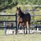“Just Callme Fabulous” 2024 AQHA Filly