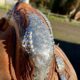 Beautiful Bobs western show saddle