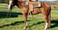 Gorgeous AQHA / APHA double all around prospect!