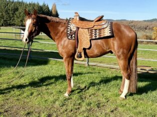 Gorgeous AQHA / APHA double all around prospect!