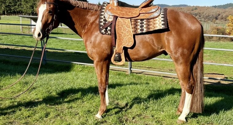 Gorgeous AQHA / APHA double all around prospect!