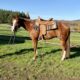 Gorgeous AQHA / APHA double all around prospect!