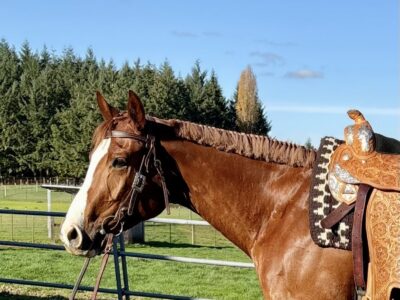 Gorgeous AQHA / APHA double all around prospect!