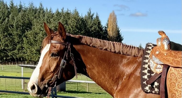Gorgeous AQHA / APHA double all around prospect!