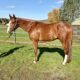 Gorgeous AQHA / APHA double all around prospect!