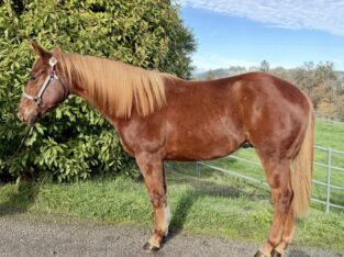 It’s A Southern Thing gelding with a great mind!