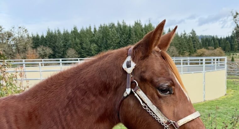 It’s A Southern Thing gelding with a great mind!