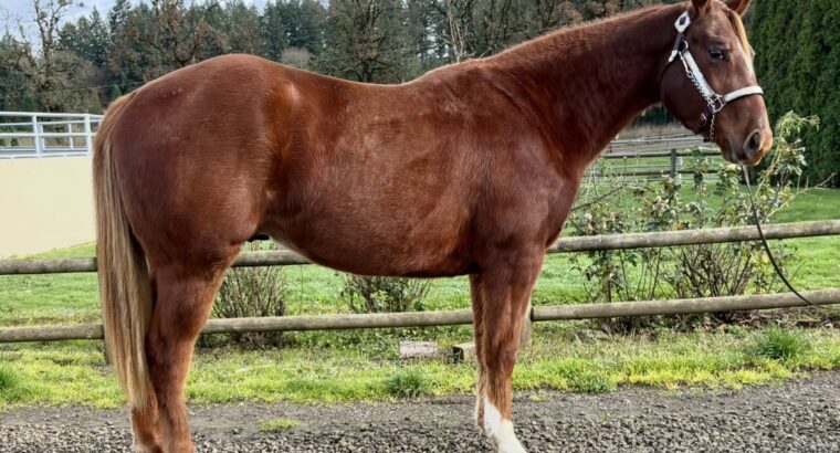 It’s A Southern Thing gelding with a great mind!