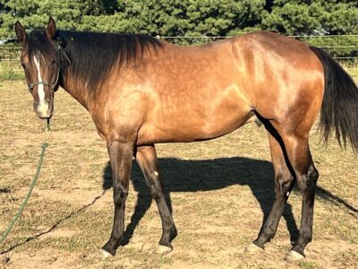 Handsome APHA/ARHA Ranch Riding Prospect