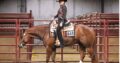VS Code Blue All-Around Deluxe Gelding