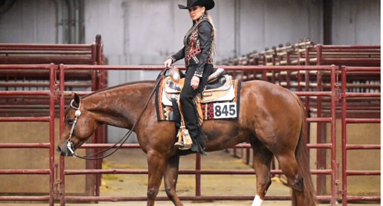 VS Code Blue All-Around Deluxe Gelding