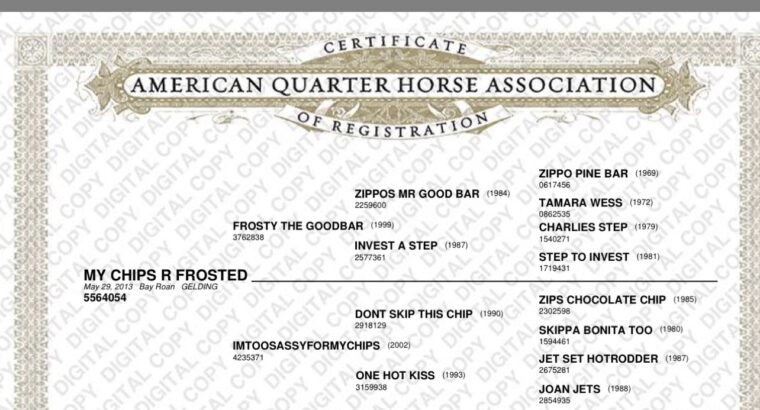 Novice/Small Fry Friendly All-Around Gelding