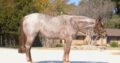 Yearling Red Roan Gelding