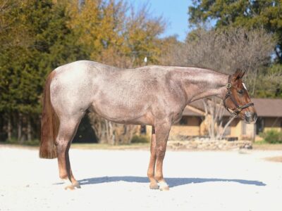 Yearling Red Roan Gelding