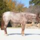 Yearling Red Roan Gelding