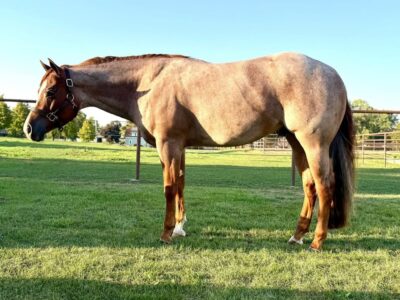 RLBOS Red Roan 3YO Gelding Prospect