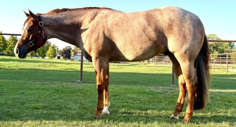 RLBOS Red Roan 3YO Gelding Prospect